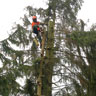 Baumfaellung ZK - Baumdienst & Baumpflege