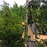 Baumfaellung ZK - Baumdienst & Baumpflege
