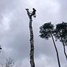 Baumfaellung ZK - Baumdienst & Baumpflege